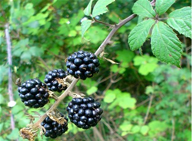 Frutti e bacche